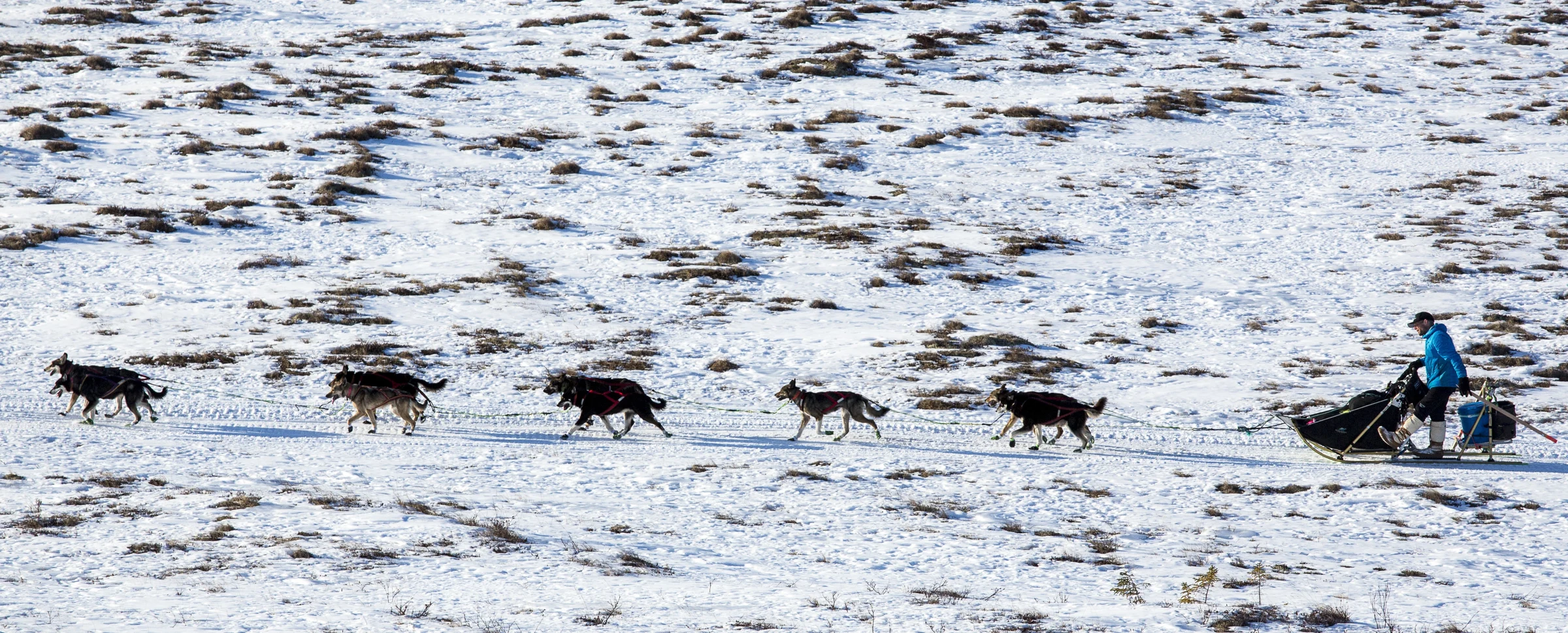 A musher and dog team travelling between Kaltag and Unalakleet